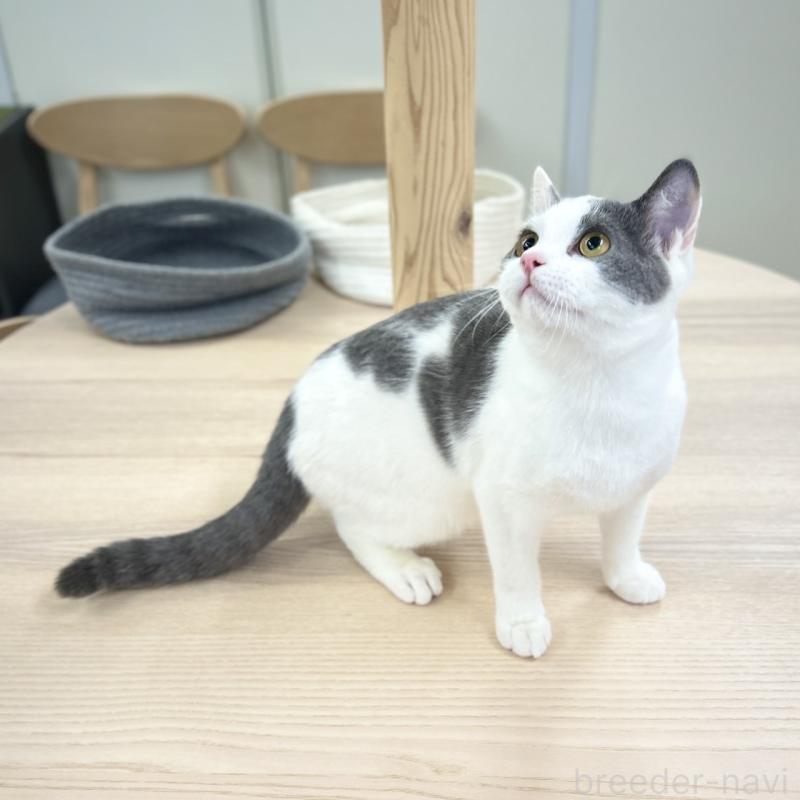 販売中の神奈川県のスコティッシュフォールド-126555の3枚目