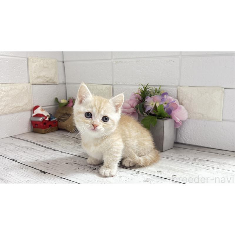 販売中の埼玉県のマンチカン(短足)-135196の1枚目