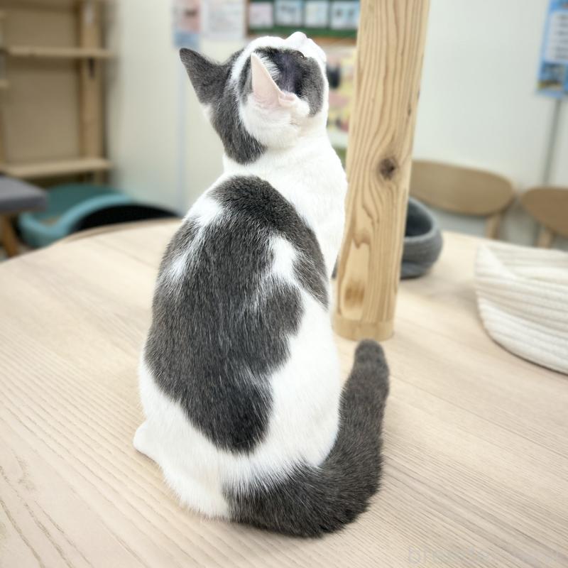 販売中の神奈川県のスコティッシュフォールド-126555の2枚目