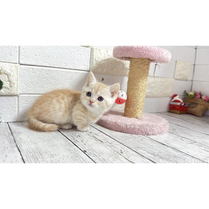 販売中の埼玉県のマンチカン(短足)-135196の10枚目