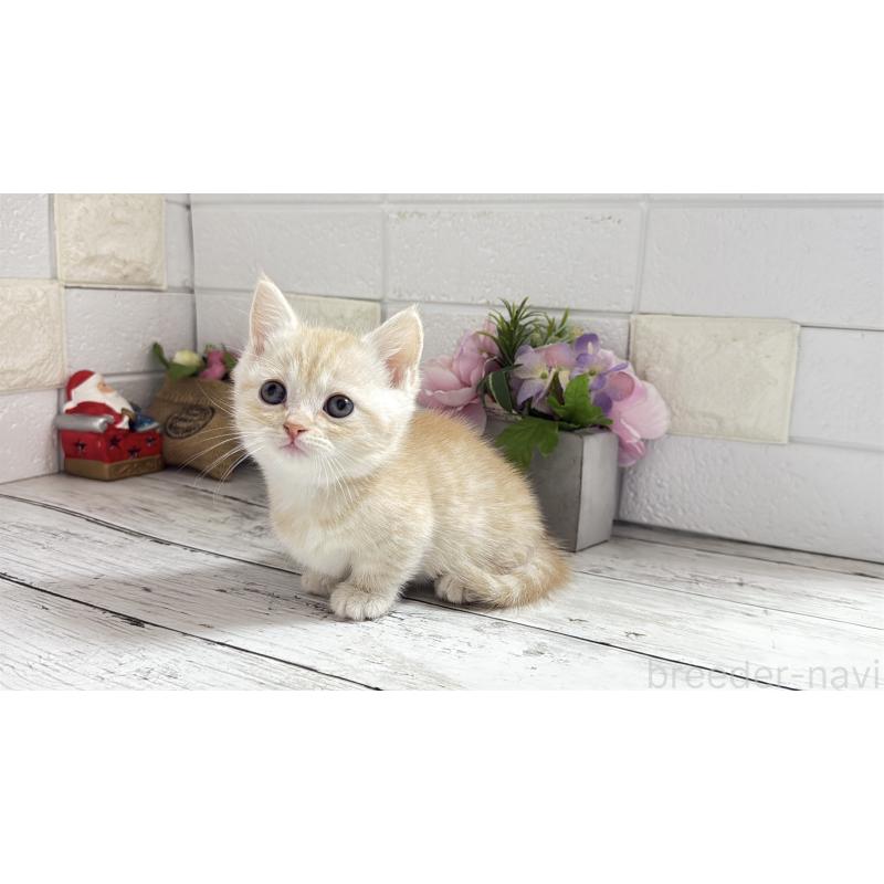 販売中の埼玉県のマンチカン(短足)-135196の9枚目