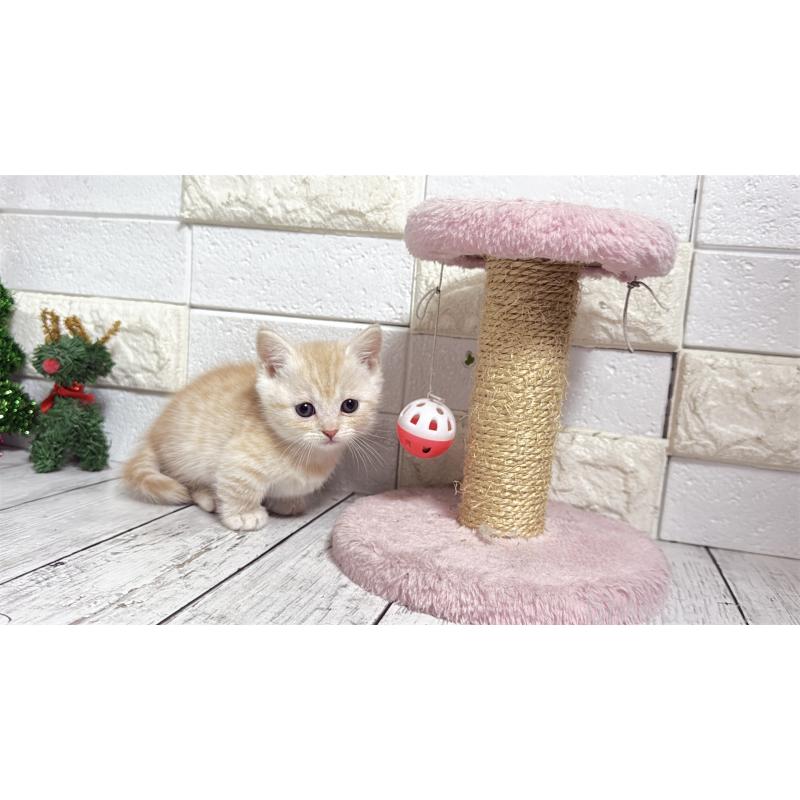 販売中の埼玉県のマンチカン(短足)-135196の8枚目