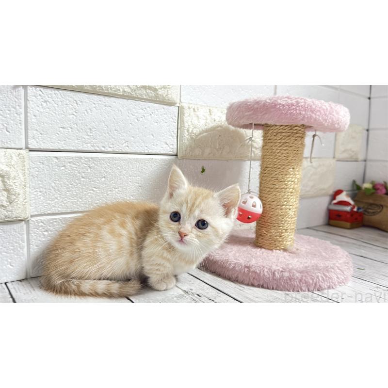 販売中の埼玉県のマンチカン(短足)-135196の6枚目