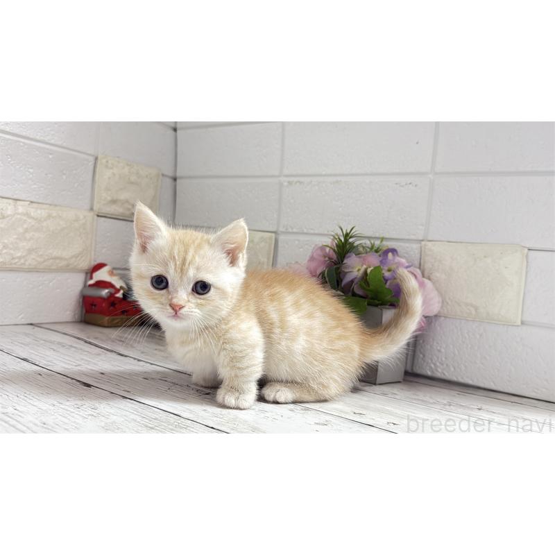 販売中の埼玉県のマンチカン(短足)-135196の4枚目