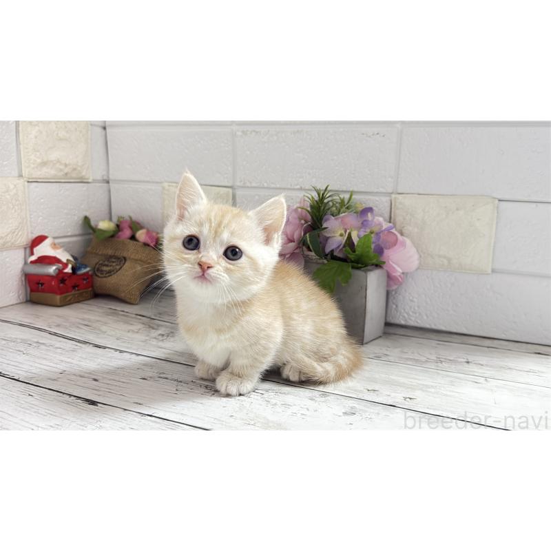 販売中の埼玉県のマンチカン(短足)-135196の3枚目