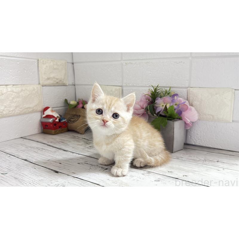 販売中の埼玉県のマンチカン(短足)-135196の2枚目