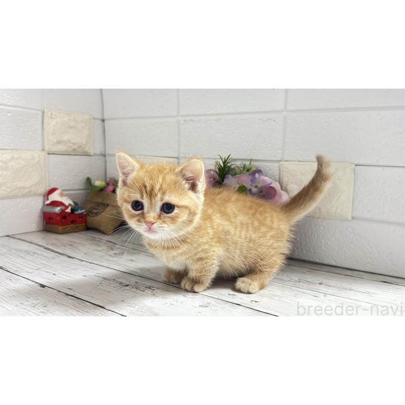 販売中の埼玉県のマンチカン(短足)-135197の15枚目