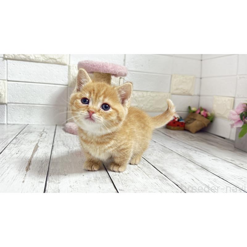 販売中の埼玉県のマンチカン(短足)-135197の14枚目