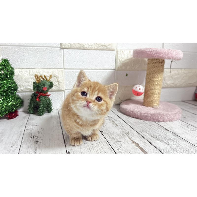 販売中の埼玉県のマンチカン(短足)-135197の13枚目