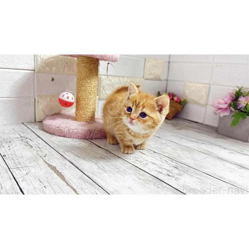 販売中の埼玉県のマンチカン(短足)-135197の12枚目