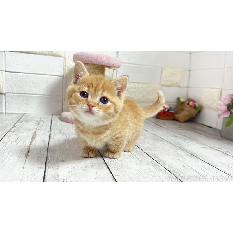 販売中の埼玉県のマンチカン(短足)-135197の11枚目