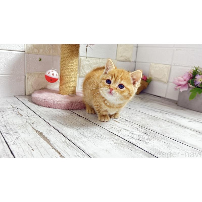 販売中の埼玉県のマンチカン(短足)-135197の10枚目