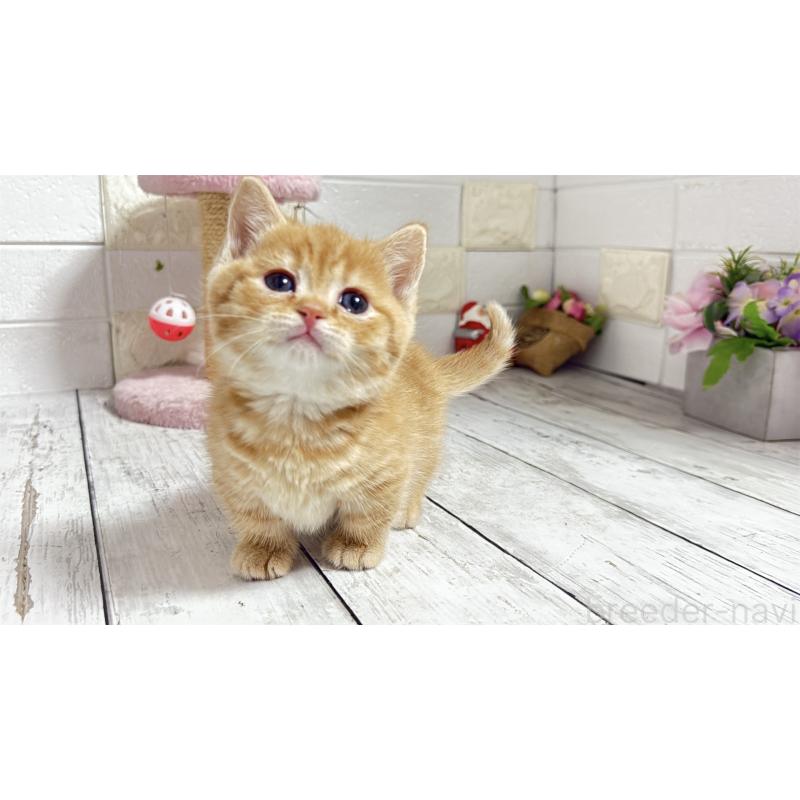 販売中の埼玉県のマンチカン(短足)-135197の8枚目