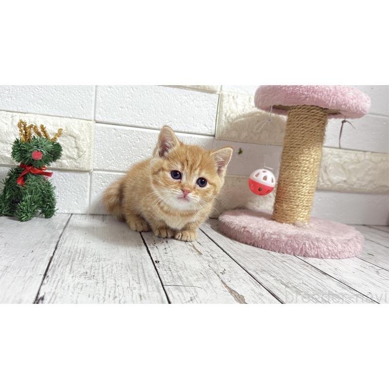 販売中の埼玉県のマンチカン(短足)-135197の7枚目