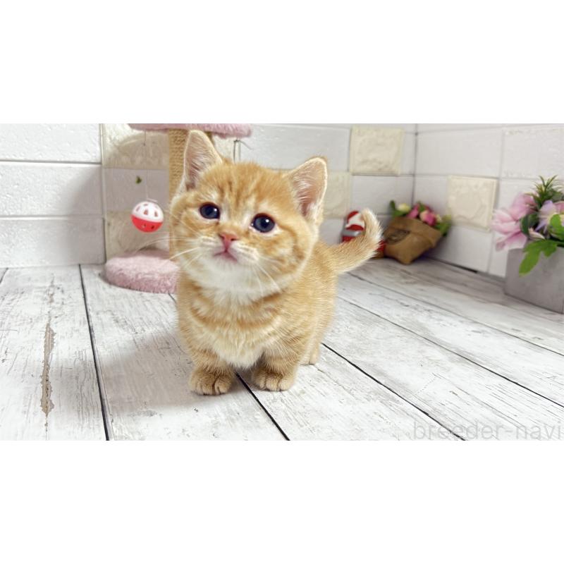 販売中の埼玉県のマンチカン(短足)-135197の6枚目