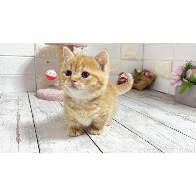 販売中の埼玉県のマンチカン(短足)-135197の5枚目