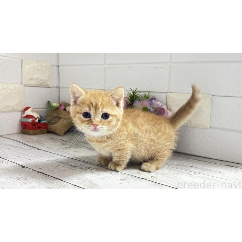 販売中の埼玉県のマンチカン(短足)-135197の4枚目