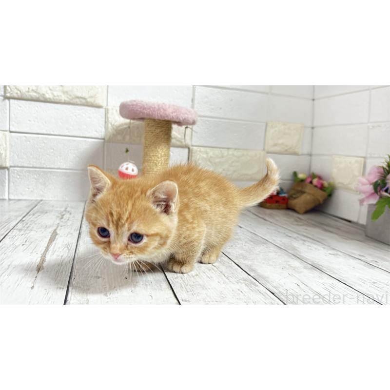 販売中の埼玉県のマンチカン(短足)-135197の3枚目