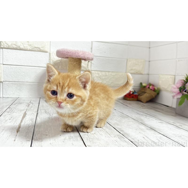 販売中の埼玉県のマンチカン(短足)-135197の2枚目