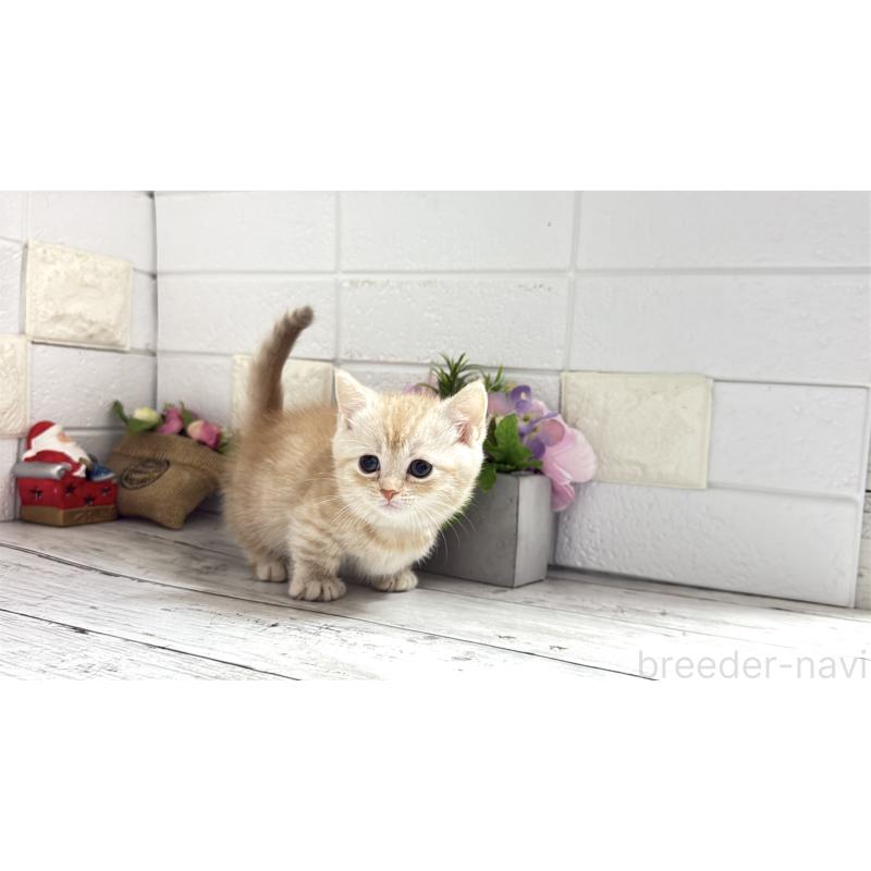 販売中の埼玉県のマンチカン(短足)-135198の14枚目