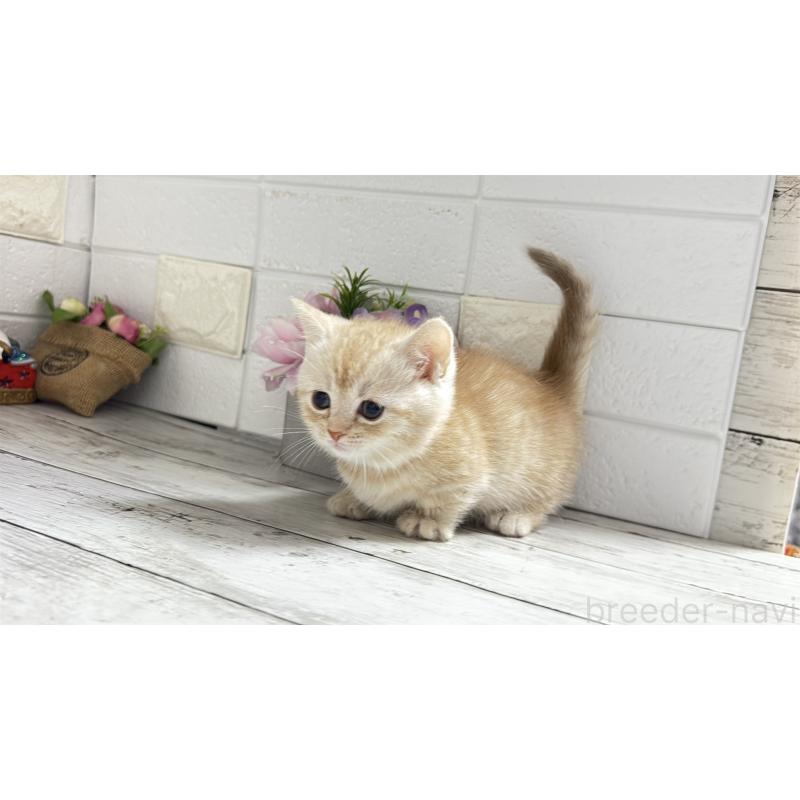 販売中の埼玉県のマンチカン(短足)-135198の13枚目