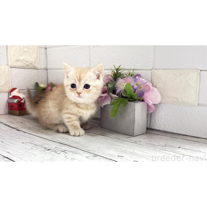 販売中の埼玉県のマンチカン(短足)-135198の12枚目