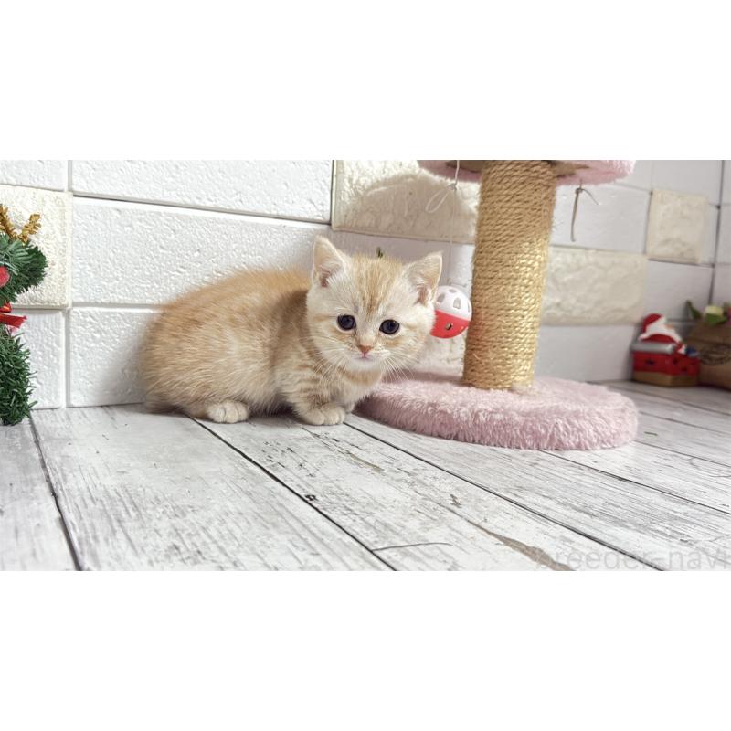 販売中の埼玉県のマンチカン(短足)-135198の11枚目