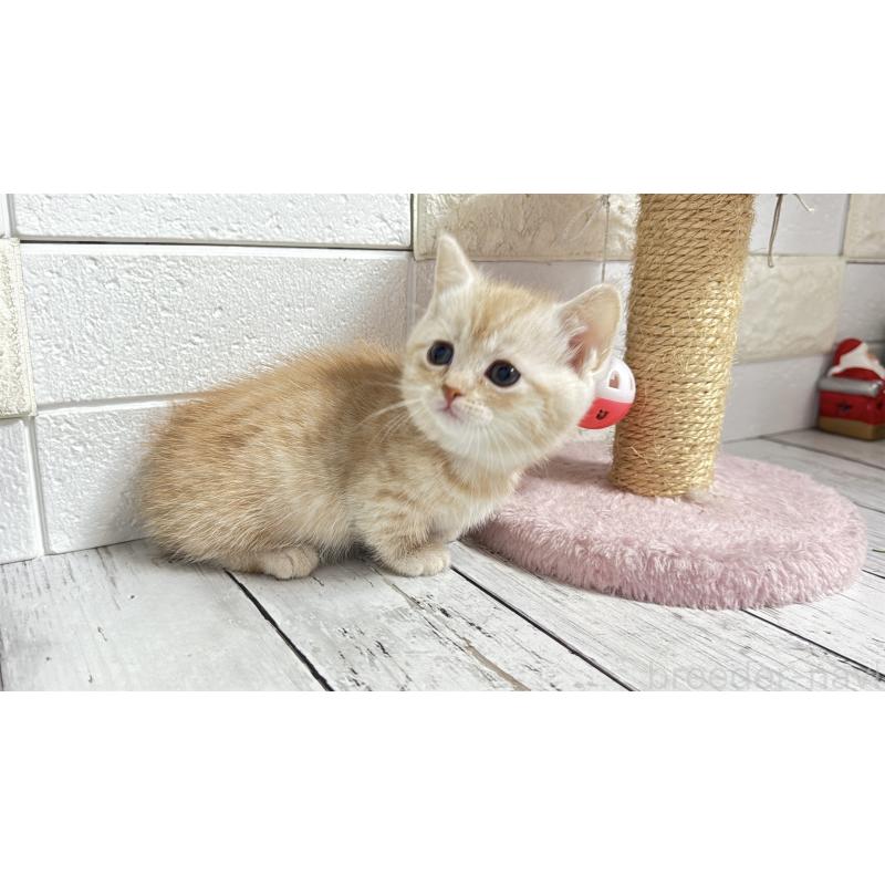 販売中の埼玉県のマンチカン(短足)-135198の10枚目