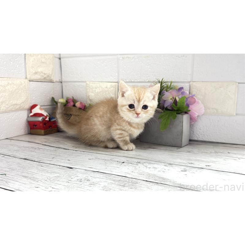 販売中の埼玉県のマンチカン(短足)-135198の9枚目