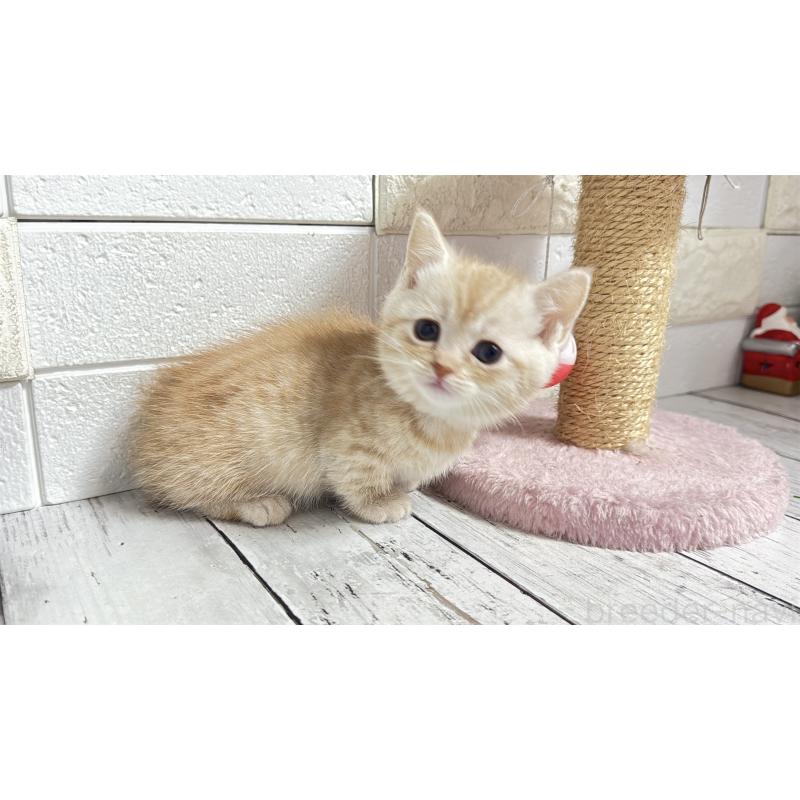 販売中の埼玉県のマンチカン(短足)-135198の8枚目