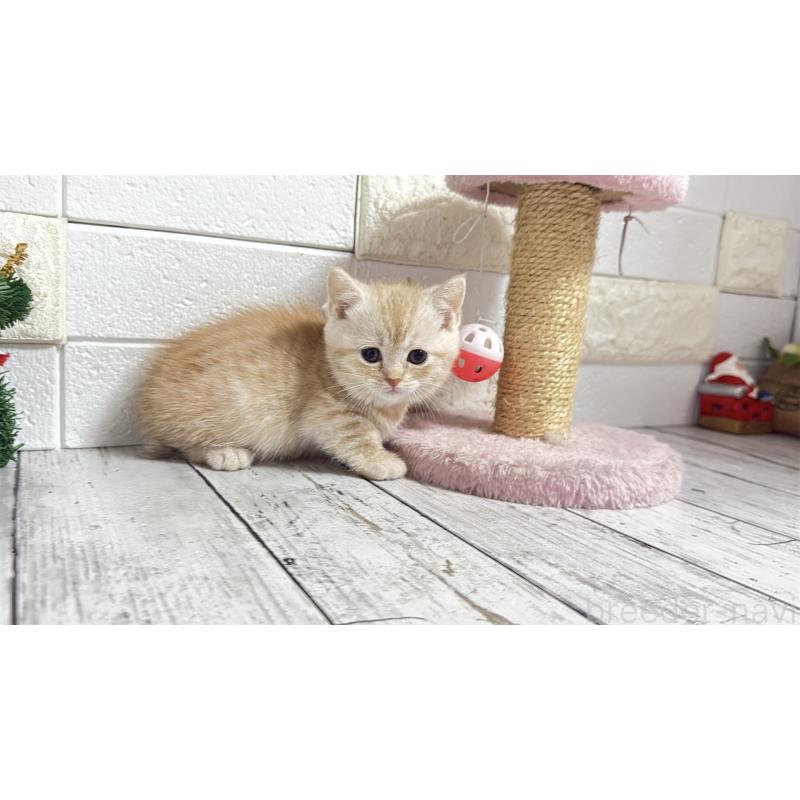 販売中の埼玉県のマンチカン(短足)-135198の7枚目