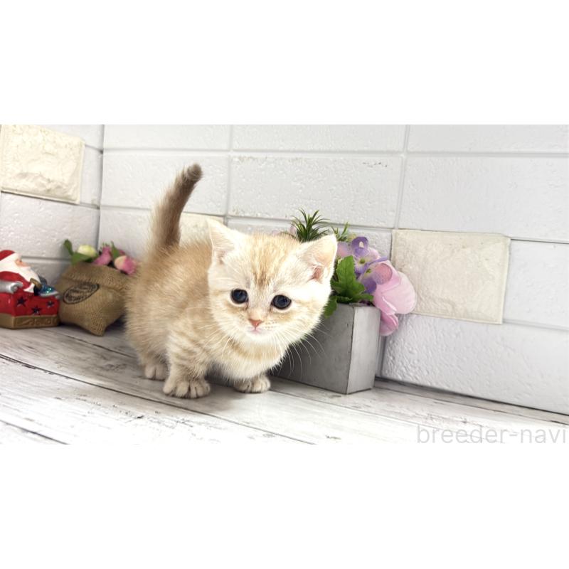 販売中の埼玉県のマンチカン(短足)-135198の6枚目