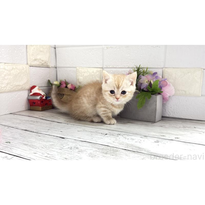 販売中の埼玉県のマンチカン(短足)-135198の5枚目