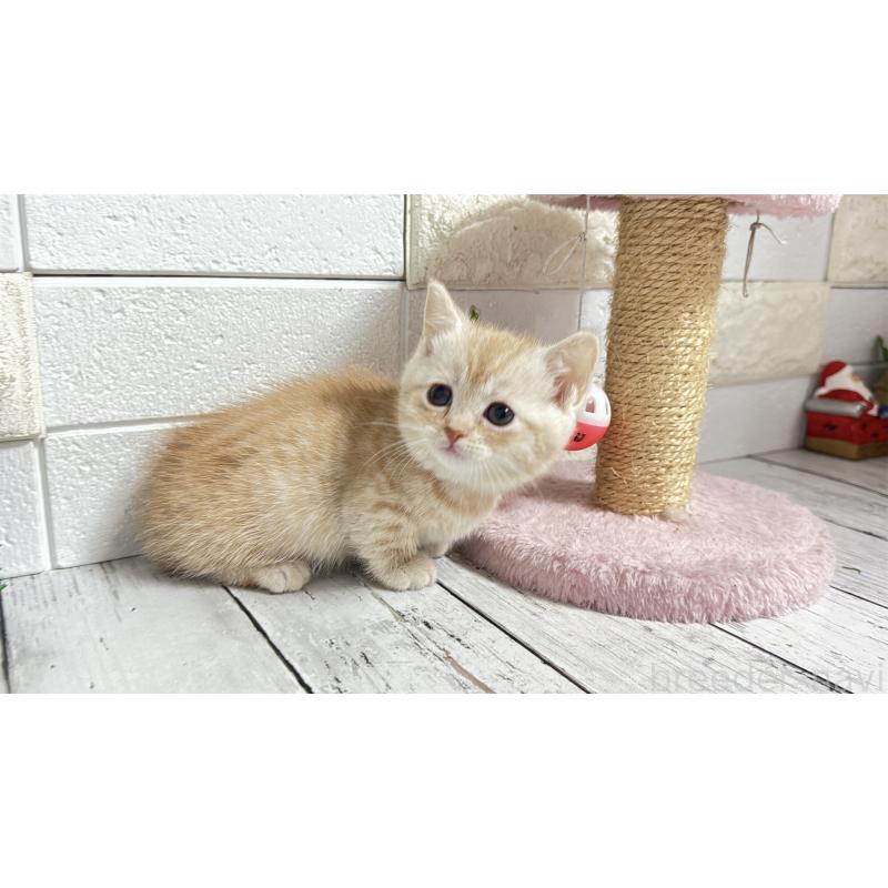 販売中の埼玉県のマンチカン(短足)-135198の4枚目