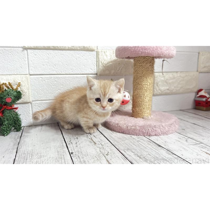 販売中の埼玉県のマンチカン(短足)-135198の3枚目