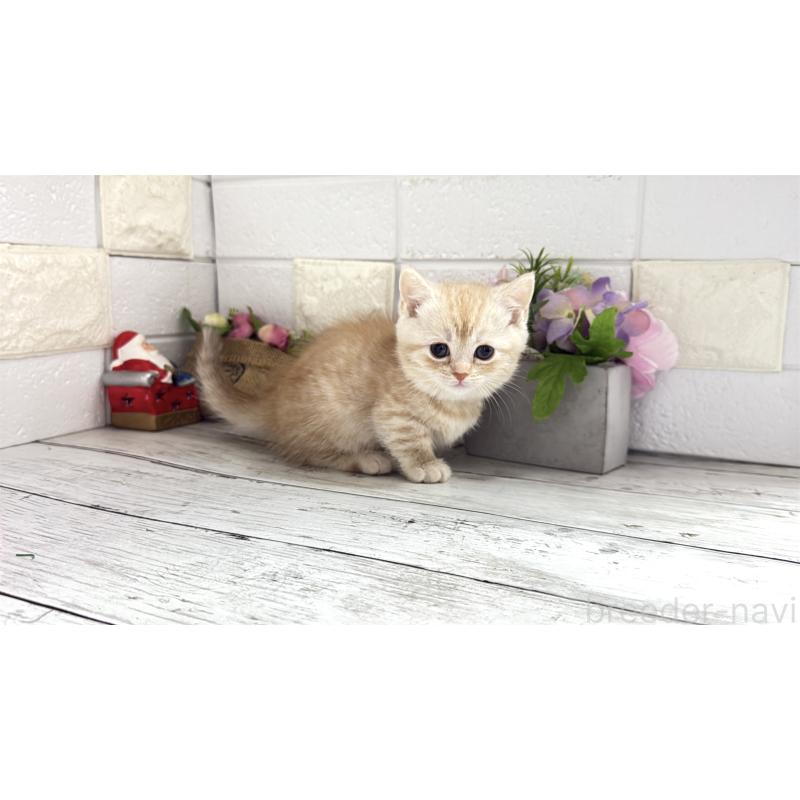 販売中の埼玉県のマンチカン(短足)-135198の2枚目