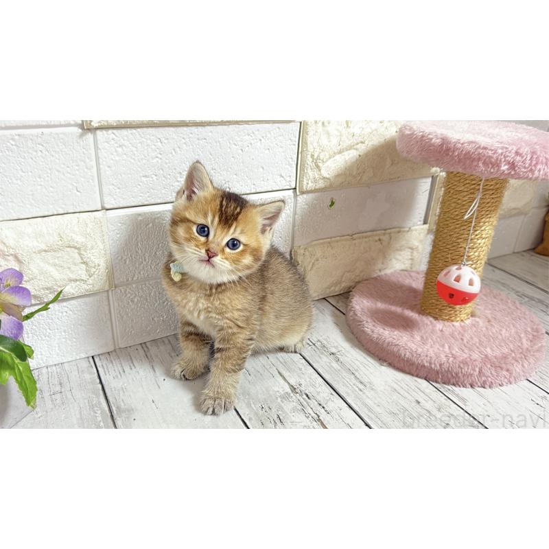 販売中の埼玉県のブリティッシュショートヘア-135199の1枚目