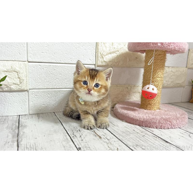 販売中の埼玉県のブリティッシュショートヘア-135199の13枚目