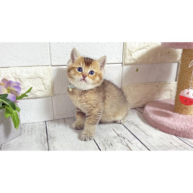 販売中の埼玉県のブリティッシュショートヘア-135199の12枚目