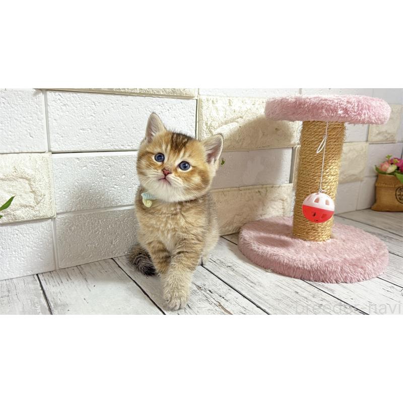 販売中の埼玉県のブリティッシュショートヘア-135199の11枚目