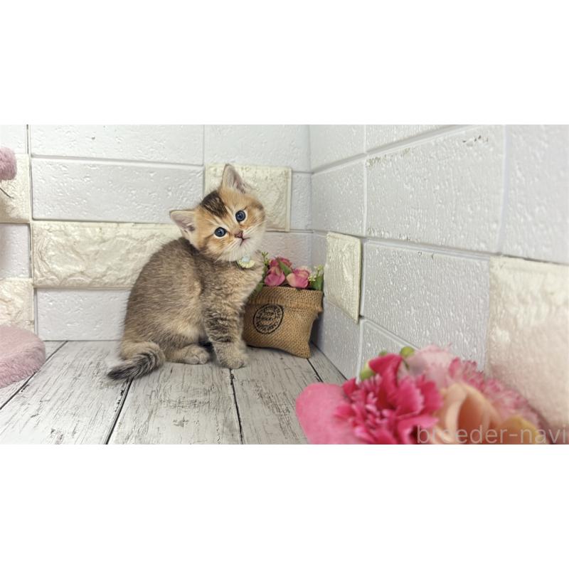 販売中の埼玉県のブリティッシュショートヘア-135199の10枚目