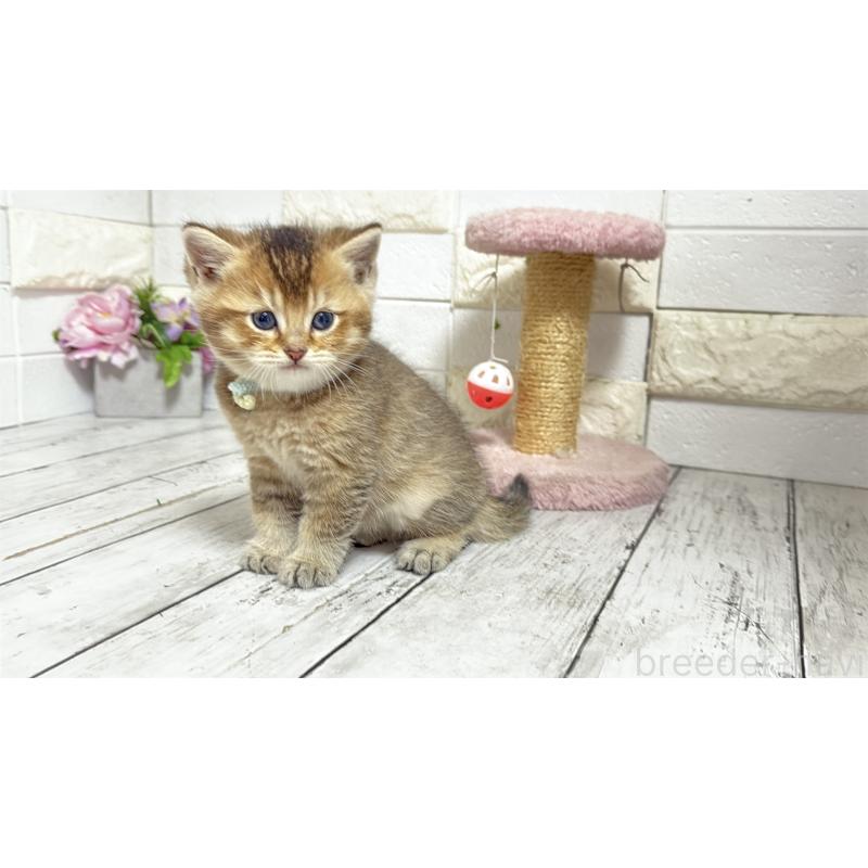 販売中の埼玉県のブリティッシュショートヘア-135199の9枚目