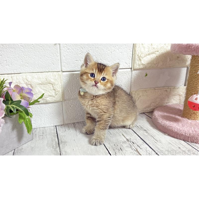 販売中の埼玉県のブリティッシュショートヘア-135199の8枚目