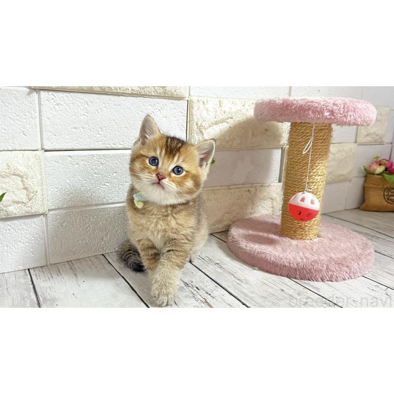 販売中の埼玉県のブリティッシュショートヘア-135199の7枚目