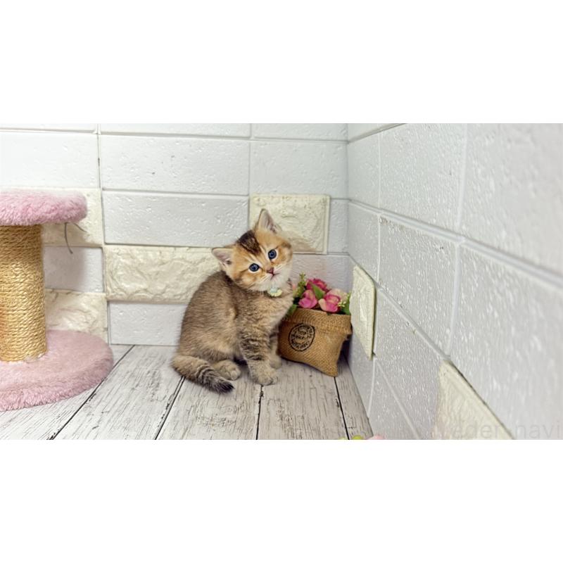 販売中の埼玉県のブリティッシュショートヘア-135199の6枚目