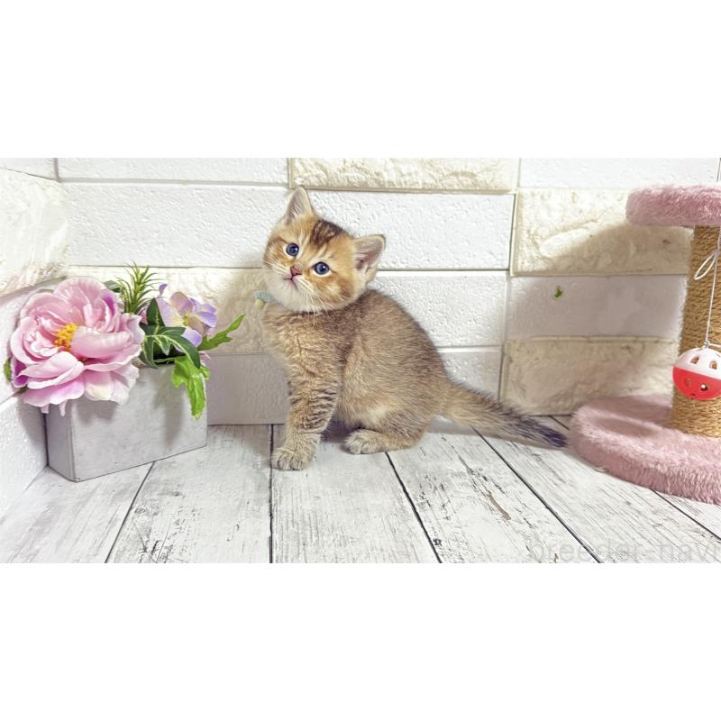 販売中の埼玉県のブリティッシュショートヘア-135199の4枚目