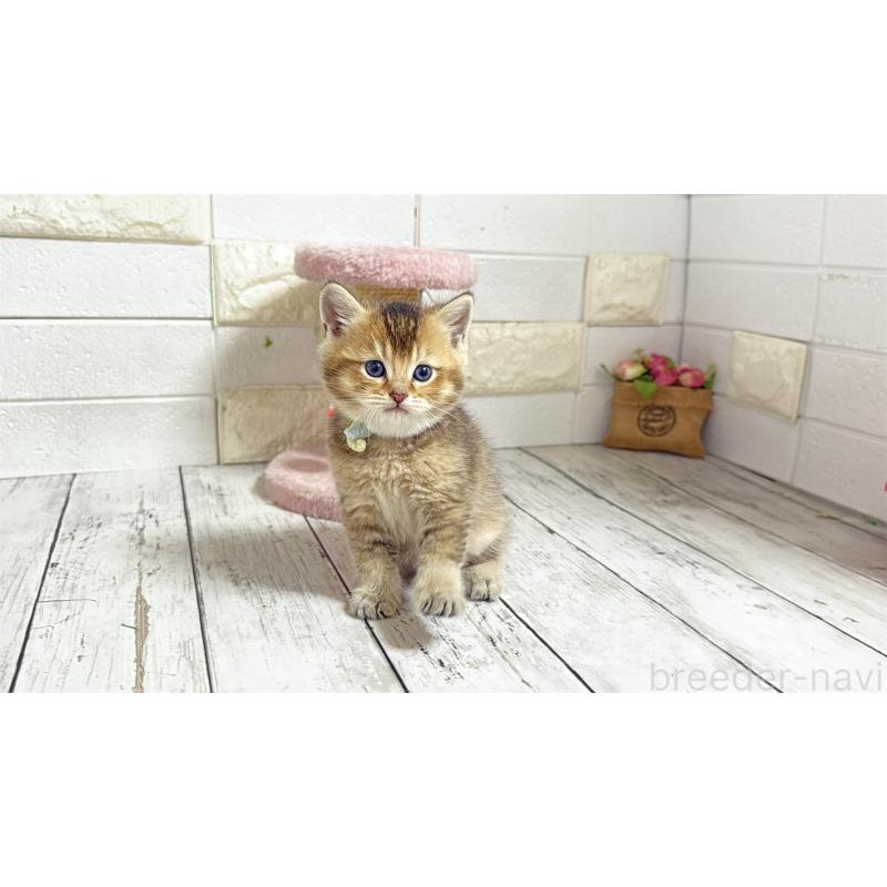 販売中の埼玉県のブリティッシュショートヘア-135199の3枚目