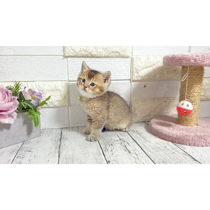 販売中の埼玉県のブリティッシュショートヘア-135199の2枚目