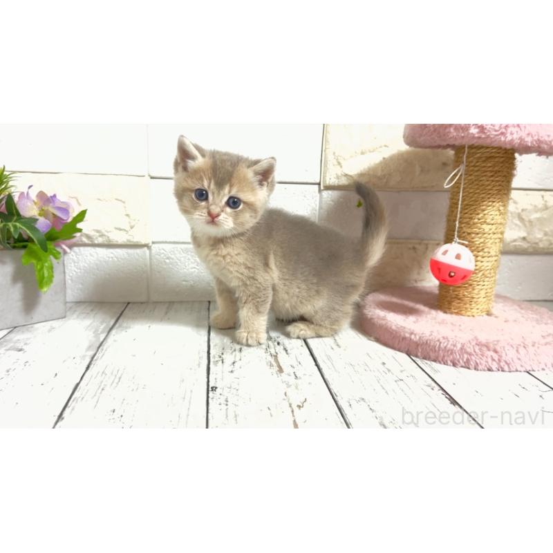 販売中の埼玉県のブリティッシュショートヘア-135200の1枚目