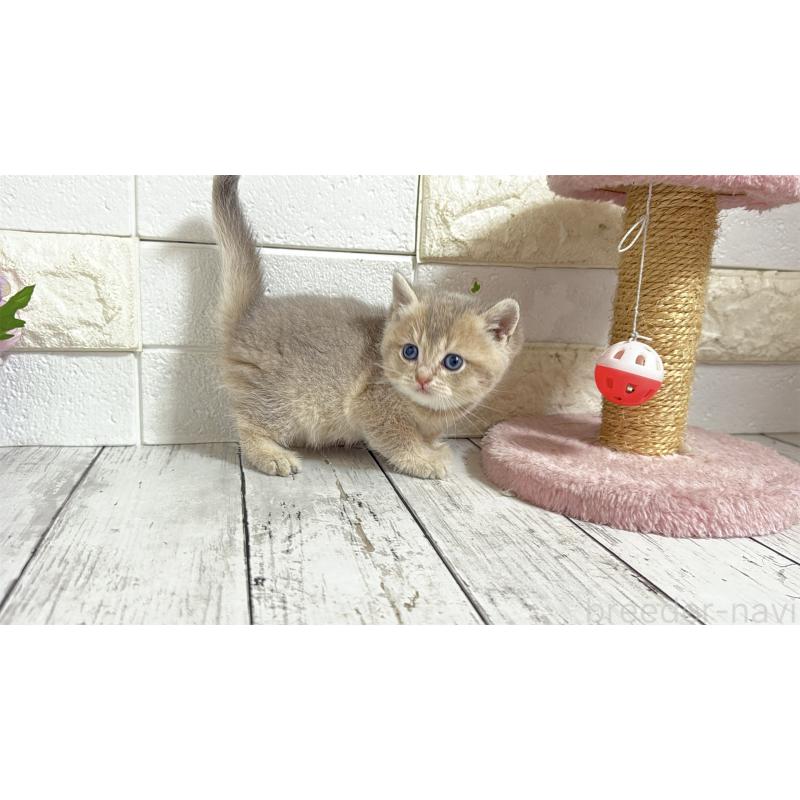 販売中の埼玉県のブリティッシュショートヘア-135200の14枚目